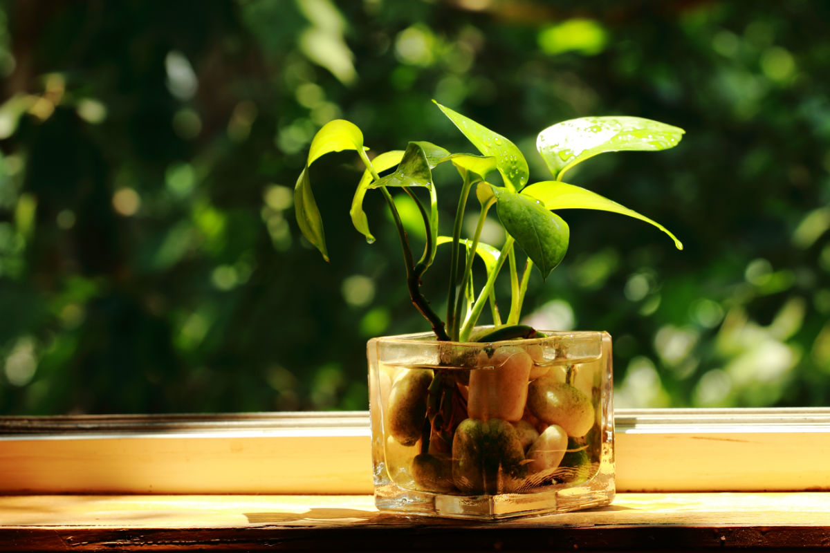 【揚州綠之源環(huán)?！縑OCs廢氣治理：那些神奇的植物你知道嗎？