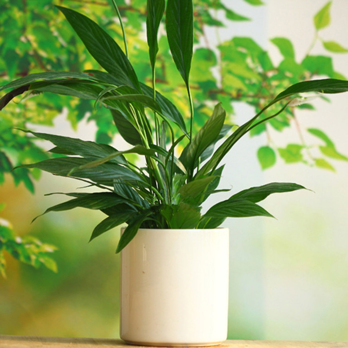 【揚州綠之源環(huán)?！縑OCs廢氣治理：那些神奇的植物你知道嗎？